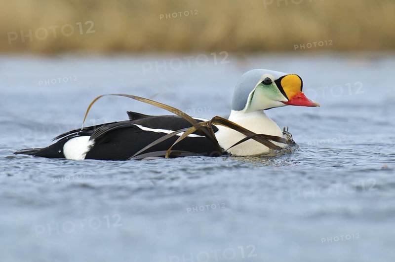 King Eider (Somateria spectabilis) male, Alaska, USA