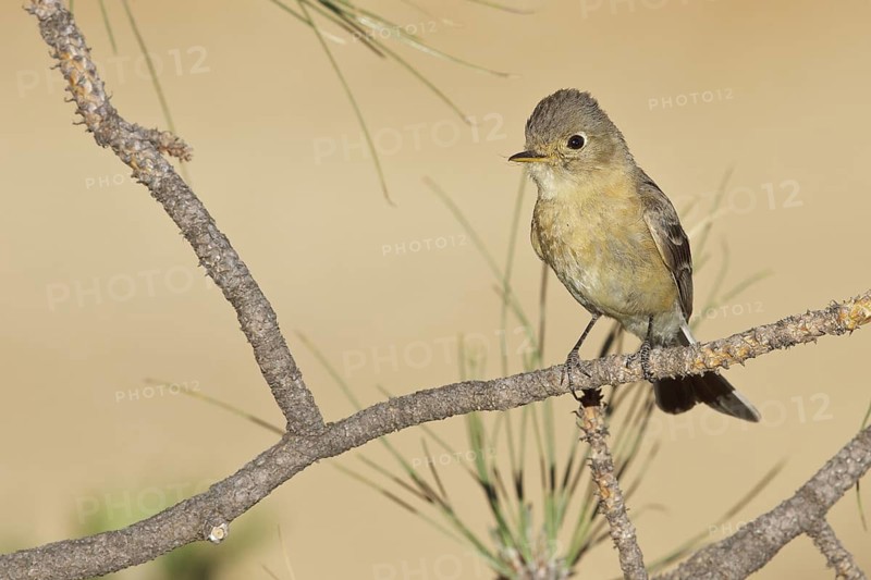 Buff-breasted Flycatcher (Empidonax fulvifrons) perched on a branch in southern Arizona, USA