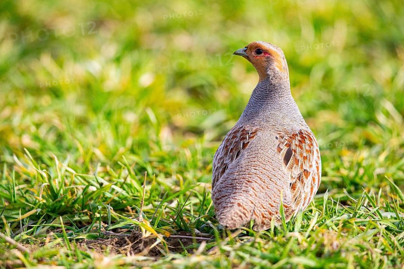 Grey partridge (Perdix perdix) Germany