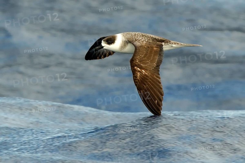White-necked Petrel (Pterodroma cervicalis) flying, New South Wales, Australia