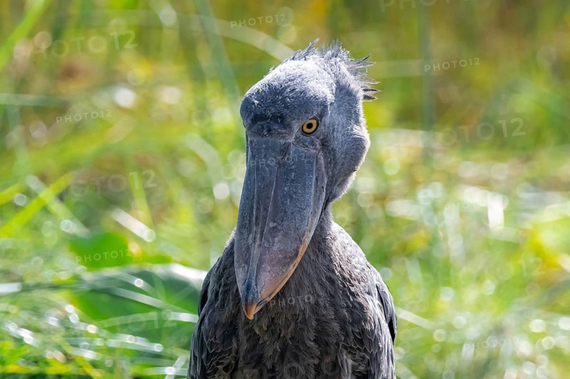 Shoebill (Balaeniceps rex), juvenile, animal portrait, swamps of Mabamba, Lake Victoria, Uganda