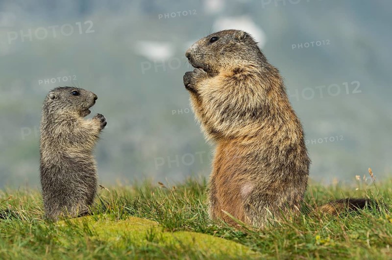 Alpine Marmot (Marmota marmota) adult with young, High Tauern National Park, Carinthia, Austria
