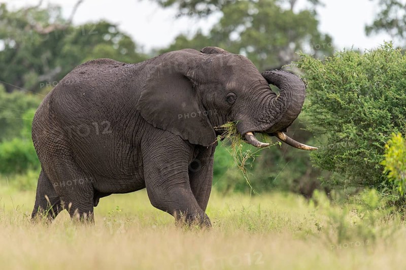 African elephant (Loxodonta africana) in the savanna, Kruger National Park, South Africa