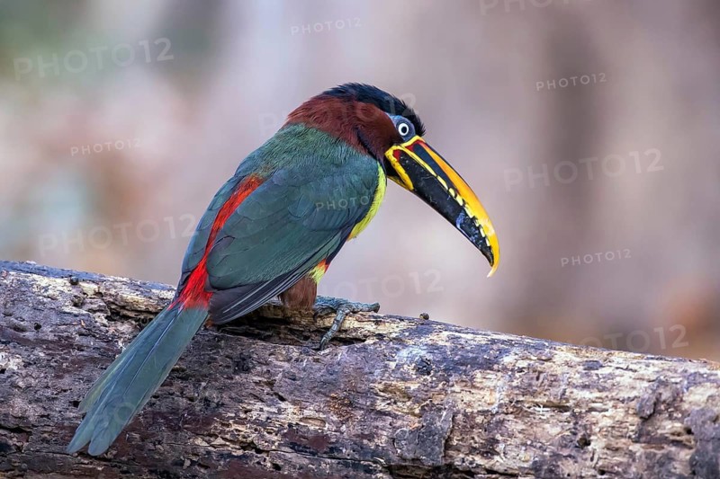 Brown-eared sarassari (Pteroglossus castanotis), Spain, Brazil, Mato Grosso, South America