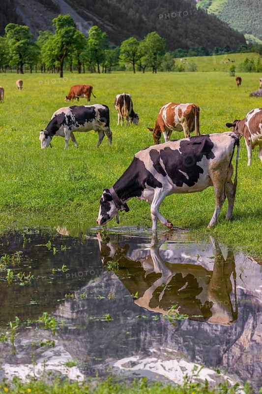 Holstein Friesian cattle stand on a green meadow at a puddle and drink. A reflection of the cows and the mountains can be seen in the puddle. Eng Valley, Austria