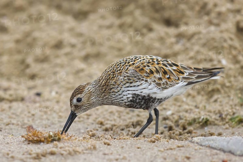 Dunlin (Calidris alpina) foraging, North Rhine-Westphalia, Germany