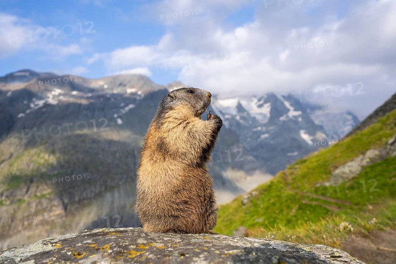 Alpine marmot (Marmota marmota) in autumn, Grossglockner, High Tauern National Park, Austria