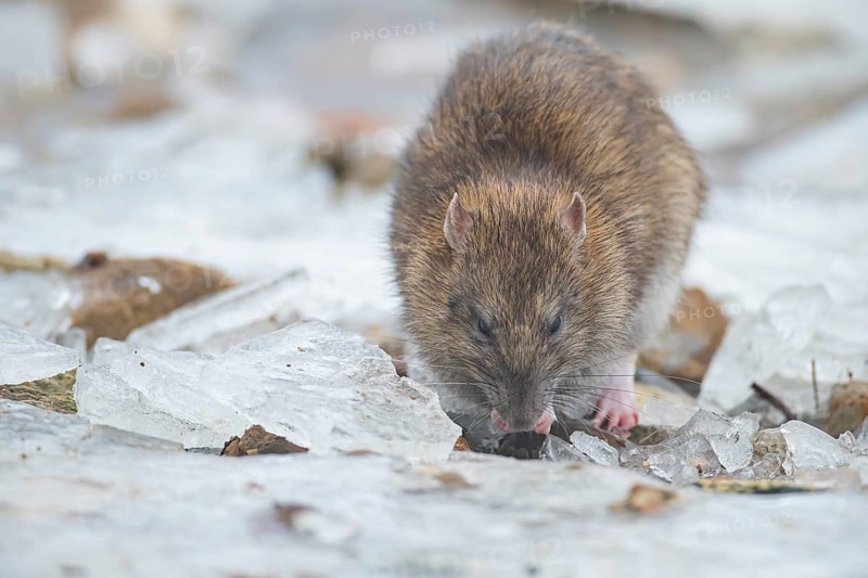 Brown rat (Rattus norvegicus) adult rodent animal feeding on food on ice in winter, England, United Kingdom