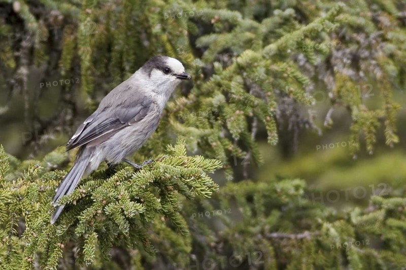Grey Jay (Perisoreus canadensis), British Columbia, Canada