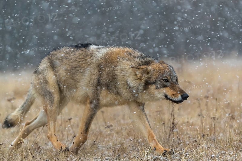 One young male eurasian gray wolf (Canis lupus lupus) running over a snow covered meadow during snowfall. Dark forest in the background