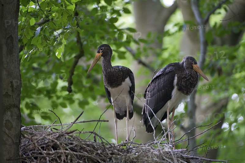 Black Stork (Ciconia nigra) nest, Saxony, Germany