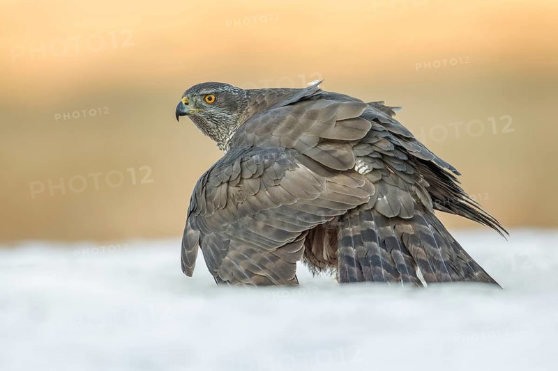 Northern Goshawk (Accipiter gentilis) perched on a snowy ground, Poland