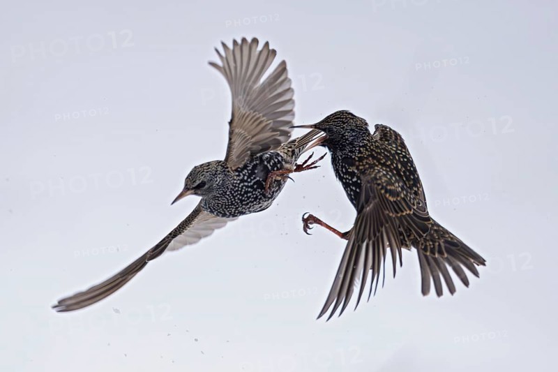 Starling (Sturnus vulgaris), close-up, two adult birds attacking each other in flight in an aggressive territorial fight in winter in the snow, Baden-Württemberg, Germany