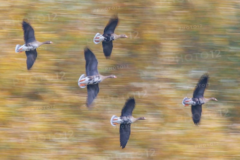 Greater White-fronted Goose (Anser albifrons) group flying, North Rhine-Westphalia, Germany