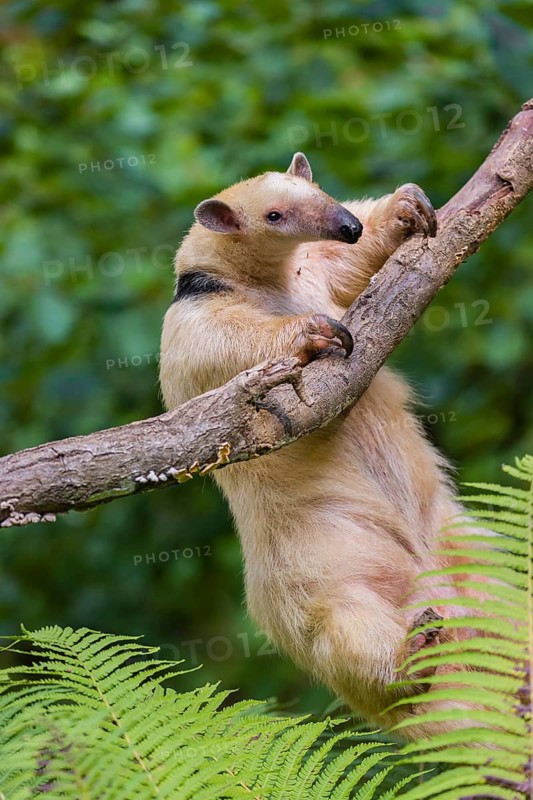 One southern tamandua (Tamandua tetradactyla), climbs up a tree in a forest
