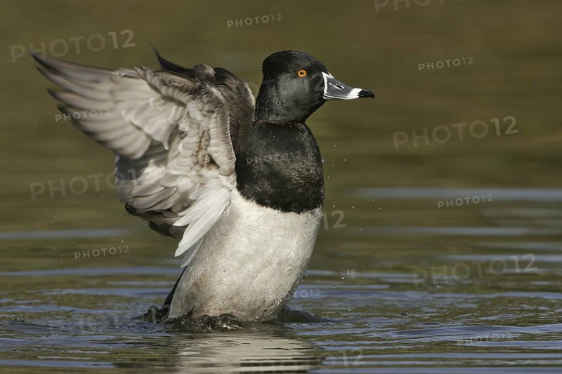 Ring-necked Duck (Aythya collaris) male, Arizona, USA