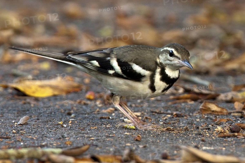 Forest Wagtail (Dendronanthus indicus), Penang, Malaysia