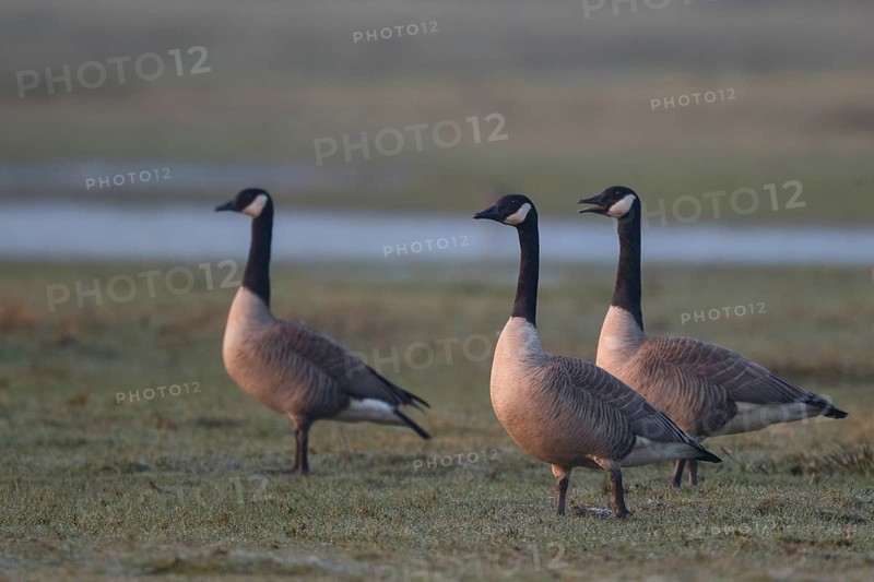 Canada Goose (Branta canadensis), North Rhine-Westphalia, Germany