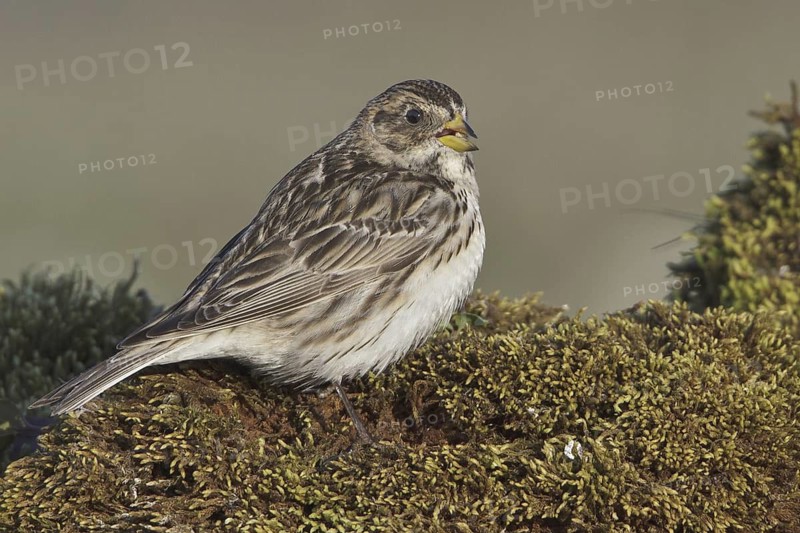 Lapland Longspur (Calcarius lapponicus), Manitoba, Canada