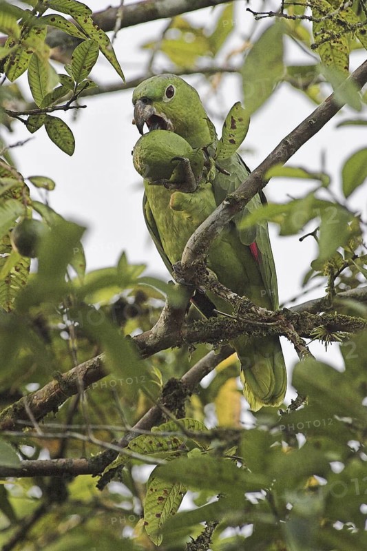 Southern Mealy Amazon (Amazona farinosa), Costa Rica