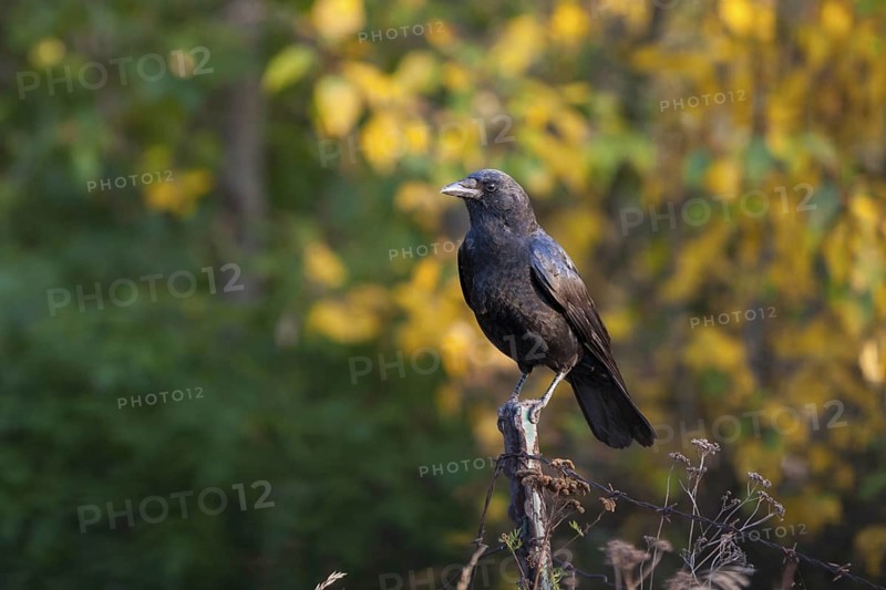 American Crow Corvus brachyrhynchos Duluth, Minnesota, United States 19 October Adult Corvidae