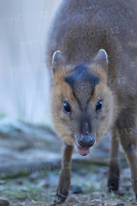 Muntjac deer (Muntiacus reevesi) juvenile animal feeding, Suffolk, England, United Kingdom