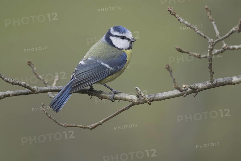Eurasian Blue Tit (Cyanistes caeruleus), Saxony, Germany