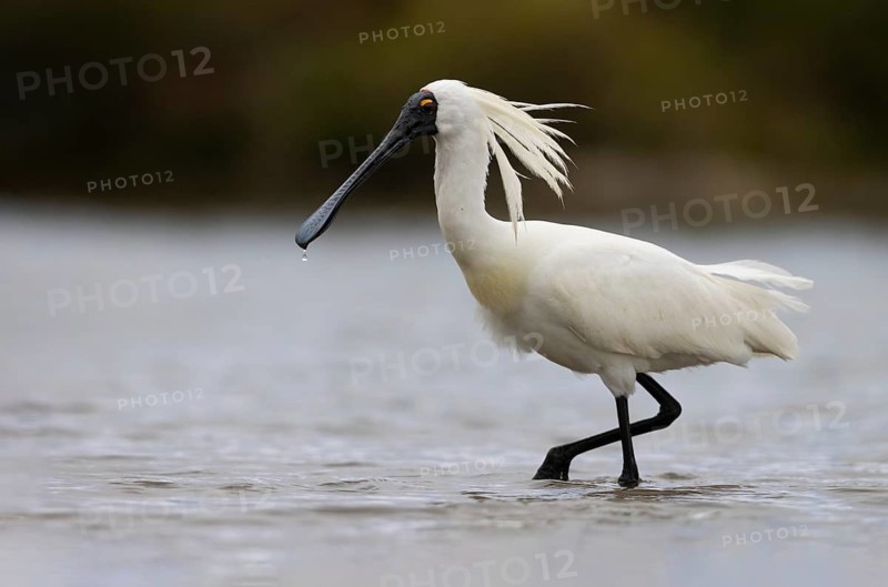 Royal Spoonbill (Platalea regia) foraging, Victoria, Australia
