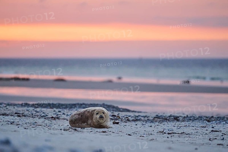 Grey seal (Halichoerus grypus) lying on the beach at sunset, Düne, Helgoland, Schleswig-Holstein, Germany