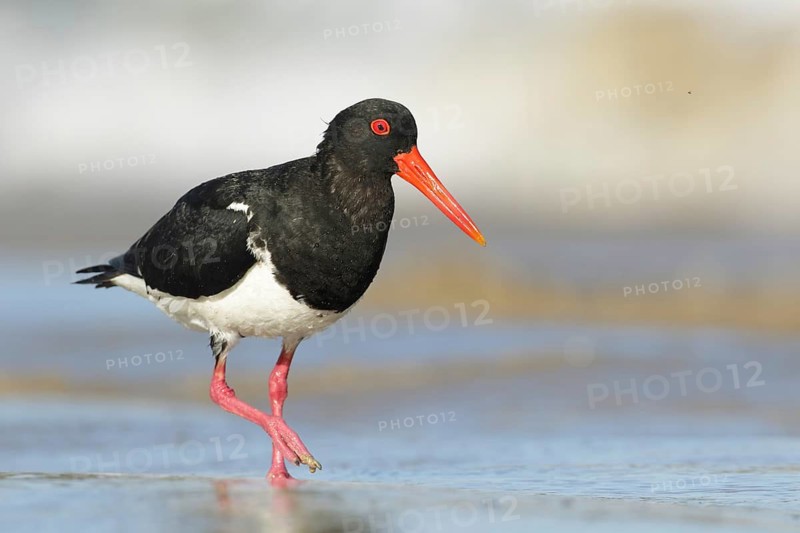 Pied Oystercatcher (Haematopus longirostris) foraging at shoreline, Victoria, Australia