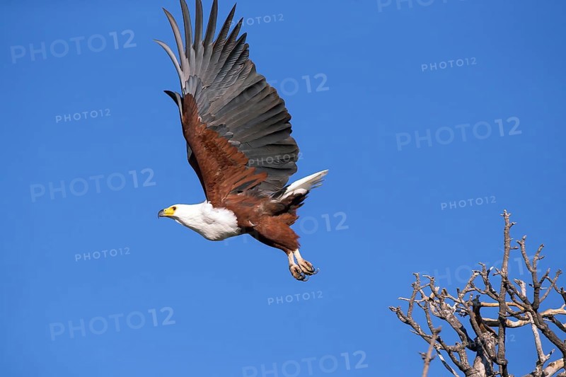 Lesser spotted eagle, (Haliaeetus vocifer), Africa, Botswana, flight photo, Okovango Delta