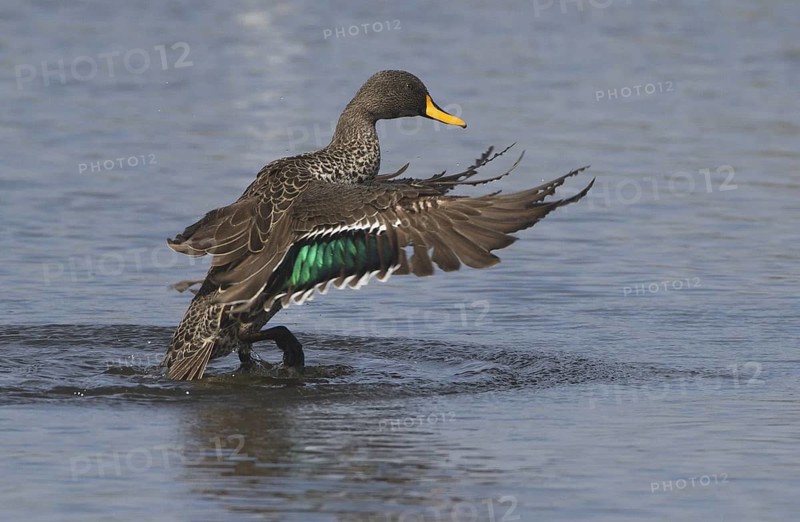 Yellow-billed Duck (Anas undulata), Western Cape, South Africa