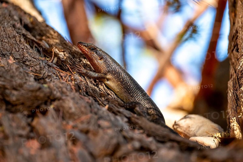 Karasburg tree skink (Trachylepis sparsa) in a tree, Kgalagadi Transfrontier National Park, Northern Cape, South Africa