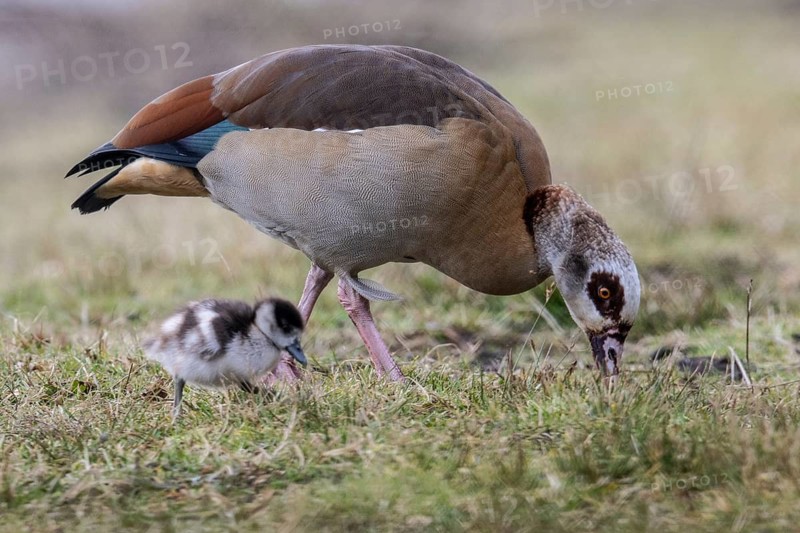 Egyptian goose (Alopochen aegyptiaca) with young, Emsland, Lower Saxony, Germany