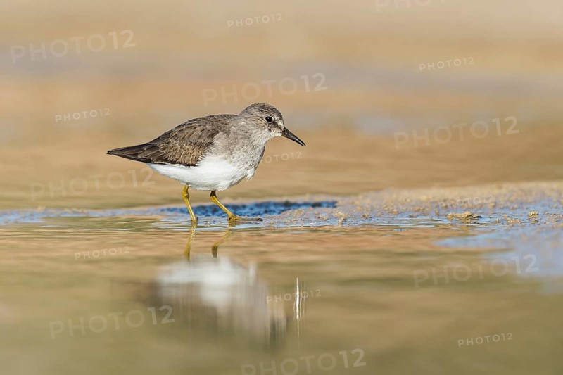 Temminck's Stint (Calidris temminckii), Eilat, Israel