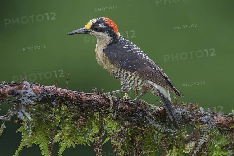 Black-cheeked Woodpecker (Melanerpes pucherani), Costa Rica