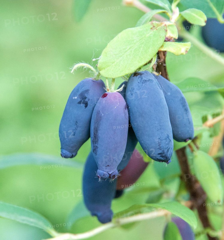 Siberian blueberry (Lonicera cärulea 'Strezewczanka'), Cambridge Botanical Garden, Germany