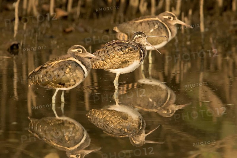 Greater Painted-snipe (Rostratula benghalensis) group, Gambia