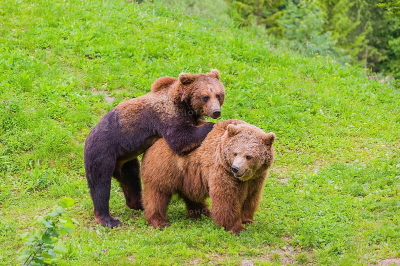 A young male Eurasian brown bear (Ursus arctos arctos) and a much older female mate (sort of) at the edge of a forest