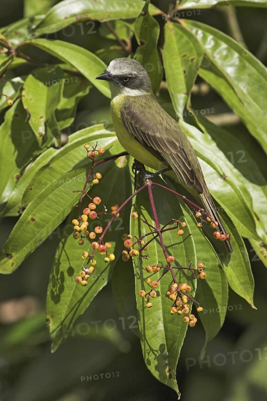 Grey-capped Flycatcher (Myiozetetes granadensis), Costa Rica