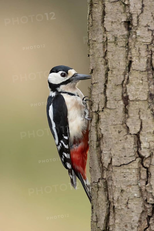 Great spotted woodpecker (Dendrocopos major) adult bird on a tree trunk in a woodland, England, United Kingdom