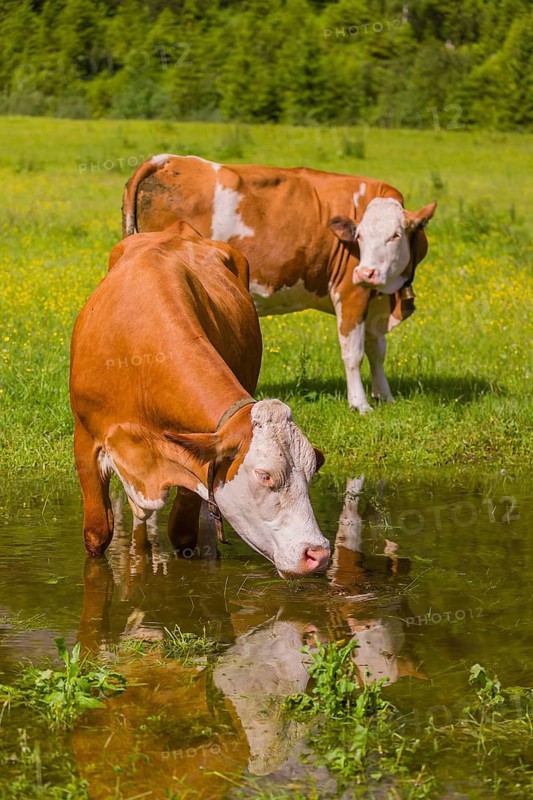 Holstein Friesian cattle stand on a green meadow at a puddle and drink. A reflection of the cows and the mountains can be seen in the puddle. Eng Valley, Austria