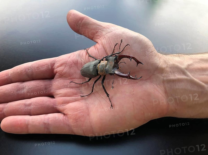 A male European stag beetle is sitting on a hand