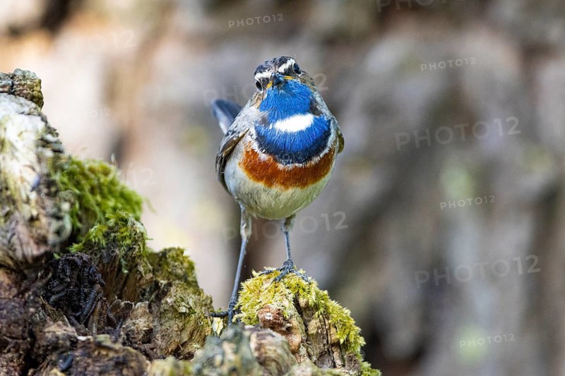 Bluethroat (Luscinia svecica cyanecula) Male Germany