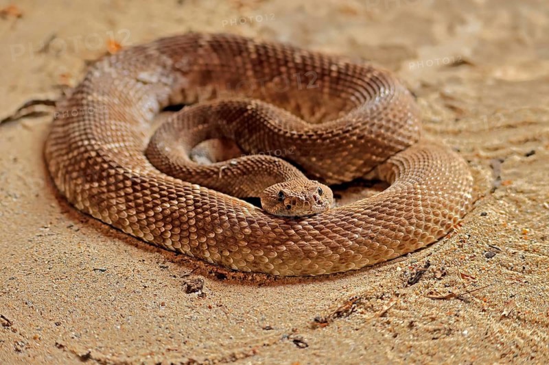 Red diamond rattlesnake (Crotalus ruber), adult, on ground, warming up, sunbathing, alert, California, North America, USA