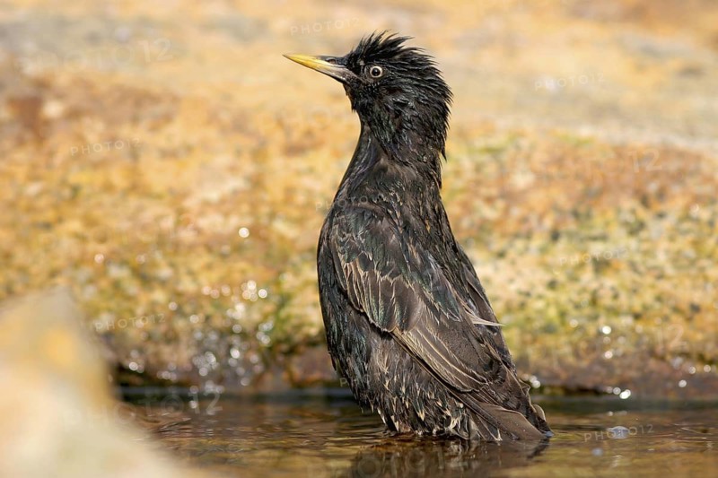 Common Starling (Sturnus vulgaris), Baden-Wuerttemberg, Germany