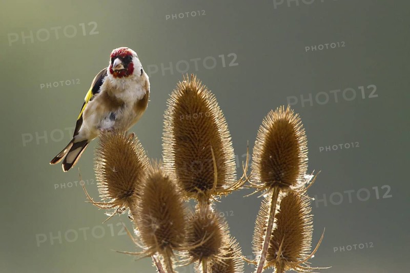 European Goldfinch (Carduelis carduelis) perched on wild teasel, Thuringia, Germany