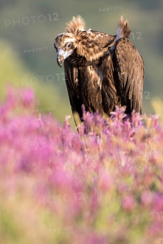Cinereous Vulture (Aegypius monachus) in field, Madrid, Spain