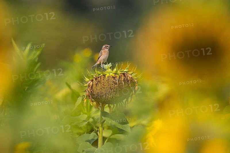 Whinchat (Saxicola rubetra) perched on a sunflower, Bavaria, Germany