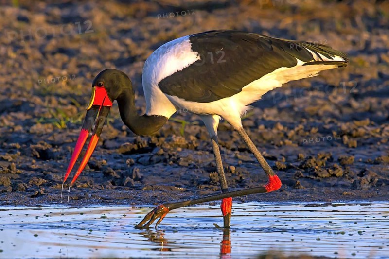 Africa, Botswana, saddle-billed stork, stork, Ephippiorhynchus senegalensis, Botswana, Botswana